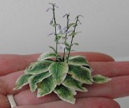 CDHM Miniature Forum member Christa made 1:12 scale green plant for the dollhouse