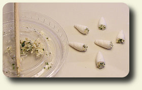 CDHM and IGMA Fellow Kiva Atkinson shows you a how-to to make stuffed baby calamari in dollhouse 1:12 scale