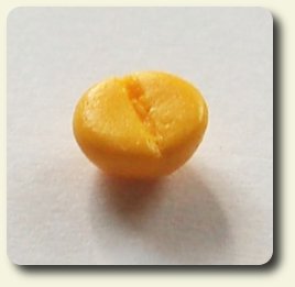 CDHM artisan Hanna Lindroth doing business as Mini Chef shows you a how-to on making peeled oranges in dollhouse 1:12 scale