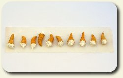 CDHM artisan and IGMA Fellow Linda Cummings shows you a how-to on making 1:12 scale cream horn pastries for your dollhouse
