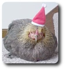 CDHM Artisan, Linda Master lost her beloved pet, Miracle chicken