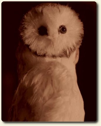 Commissioned barn owl as seen in the movie Force Majeure with director Ru Hasanov, created by CDHM and IGMA artisan Stephanie Brown of Long Creek Studios
