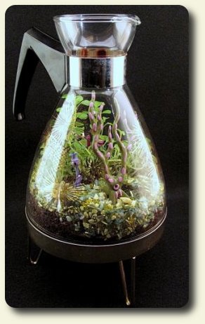 Miniature garden in a coffee vessel as shown on the website, www.minigardener.files.wordpress.com