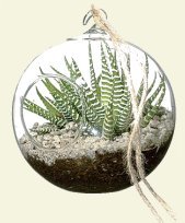 Miniature garden in a glass bulb as shown on the website, www.sunset.com