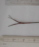 Tape two wires together for larger branches
