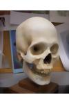 Study skull for sculpting