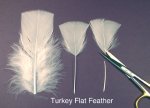 Turkey Flat feathers