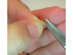 Clipping the toes of the miniature parrot feet