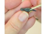 Smoothing the clay around the leg of the miniature parrot