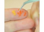 Adding additional color to the head of the conure parrot sculpt