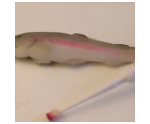 Preparing to shade the polymer clay rainbow trout for your dollhouse